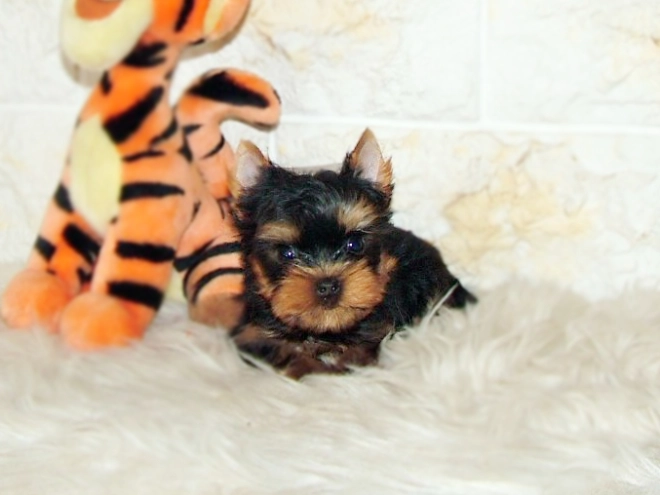 Yorkshire Terrier Welpe kaufen