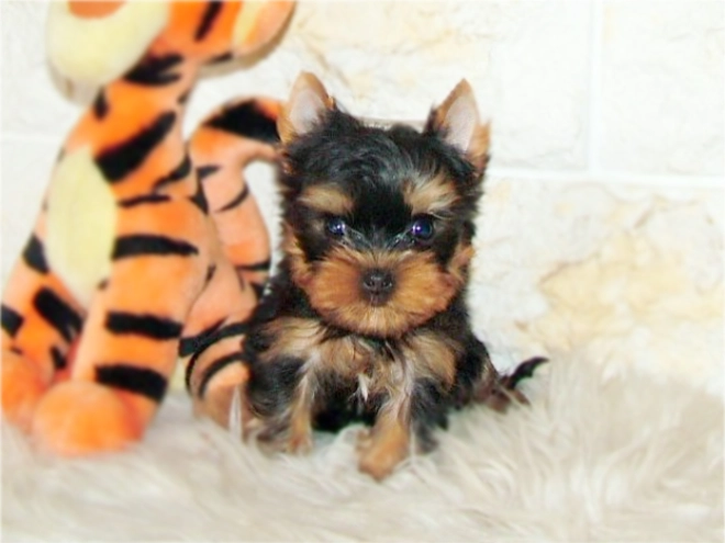 Yorkshire Terrier Welpe kaufen