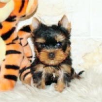 Wildcat, blue and tan Yorkshire Terrier for sale