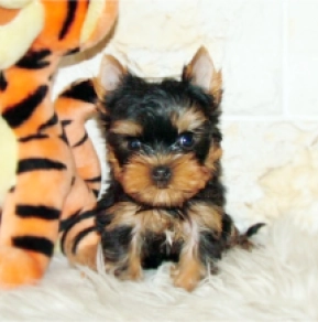 Yorkshire Terrier puppy for sale