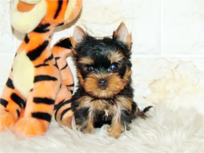 Yorkshire Terrier Welpe kaufen
