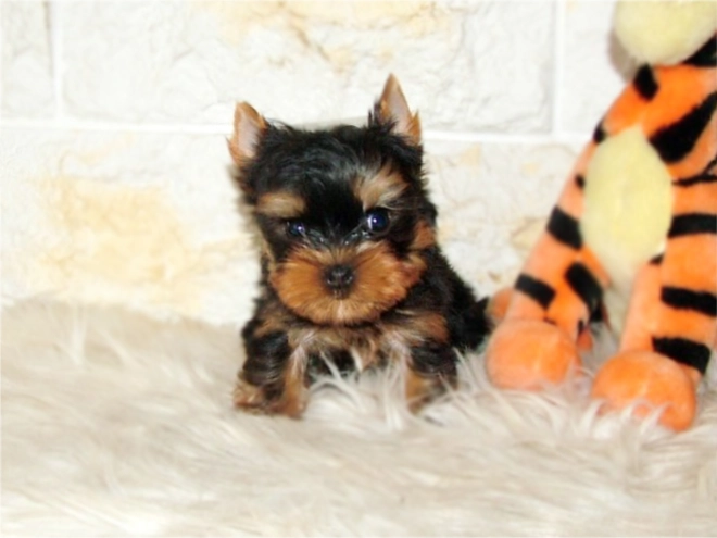 Yorkshire Terrier Welpe kaufen