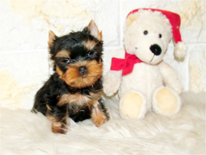Yorkshire Terrier Welpe kaufen