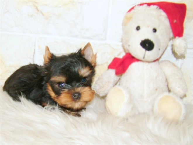 Yorkshire Terrier Welpe kaufen