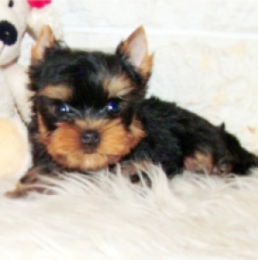 Yorkshire Terrier puppy for sale