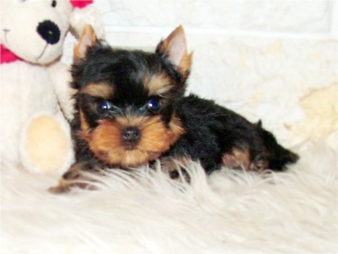 Yorkshire Terrier Welpe kaufen