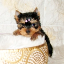 Stella, blue and tan Yorkshire Terrier for sale