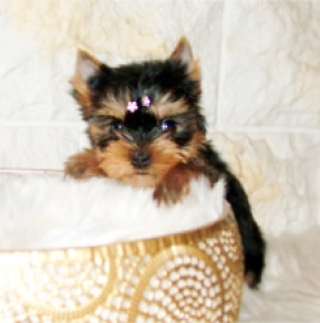 Yorkshire Terrier puppy for sale