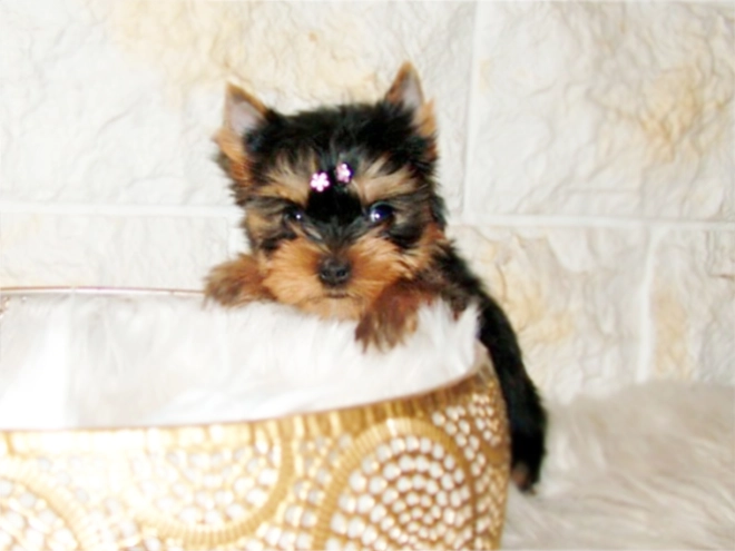 Yorkshire Terrier puppy for sale