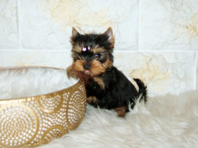 Yorkshire Terrier puppy for sale