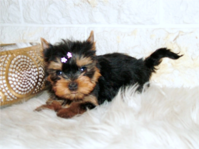 Yorkshire Terrier puppy for sale