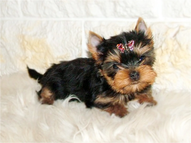 Yorkshire Terrier puppy for sale