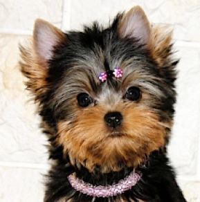 Yorkshire Terrier puppy for sale