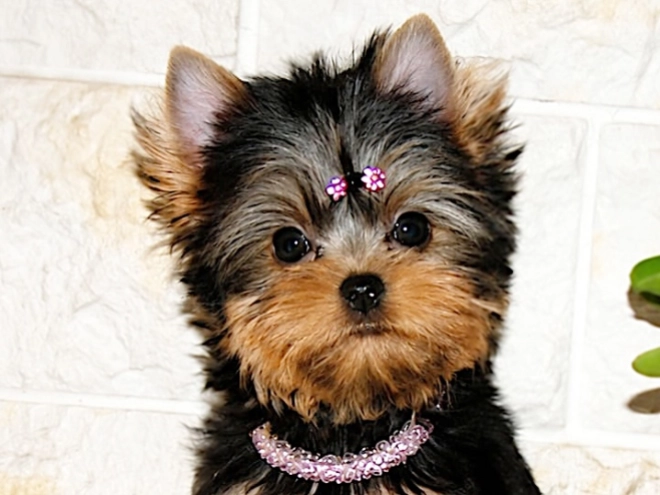 Yorkshire Terrier puppy for sale
