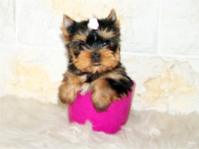 Yorkshire Terrier puppy for sale