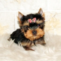 Mignon, blue and tan Yorkshire Terrier for sale