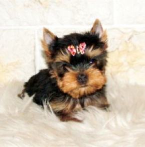 Yorkshire Terrier puppy for sale