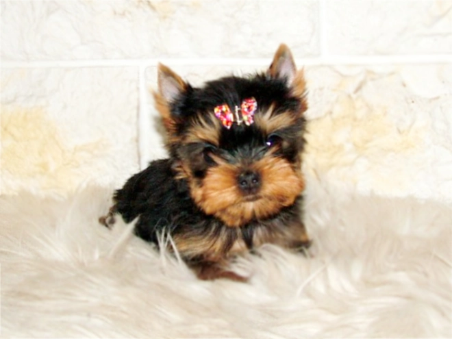 Yorkshire Terrier puppy for sale