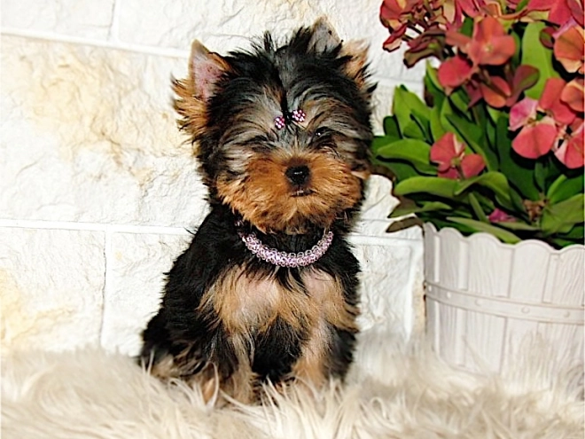 Yorkshire Terrier puppy for sale