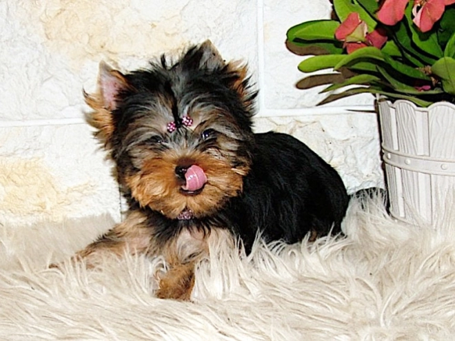 Yorkshire Terrier puppy for sale