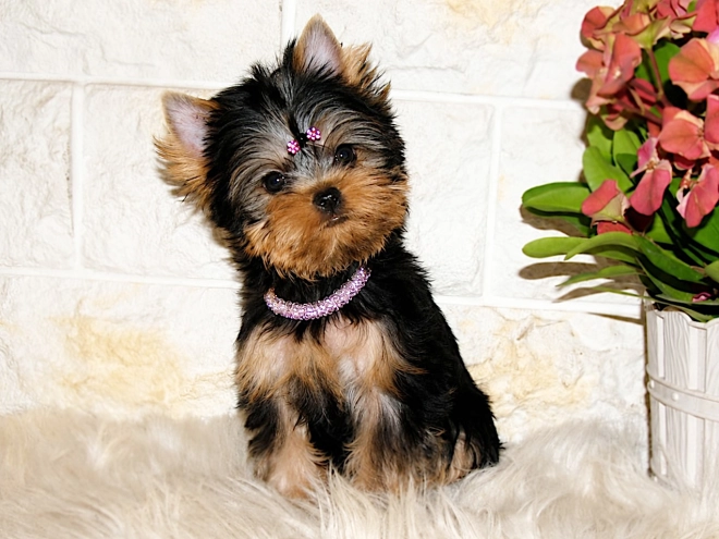 Yorkshire Terrier puppy for sale