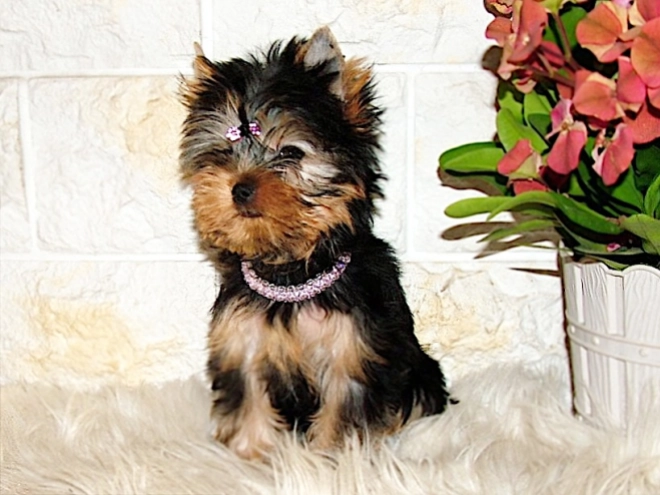 Yorkshire Terrier puppy for sale