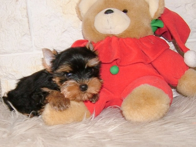 Yorkshire Terrier puppy for sale