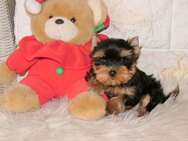 Yorkshire Terrier puppy for sale