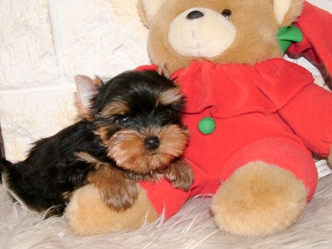 Yorkshire Terrier puppy for sale