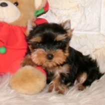 Talia, blue and tan Yorkshire Terrier for sale