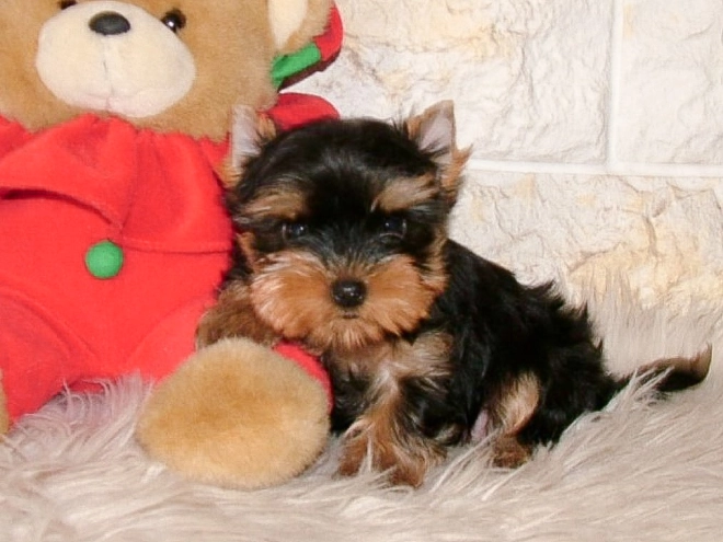 Yorkshire Terrier puppy for sale