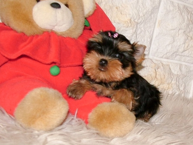 Yorkshire Terrier puppy for sale