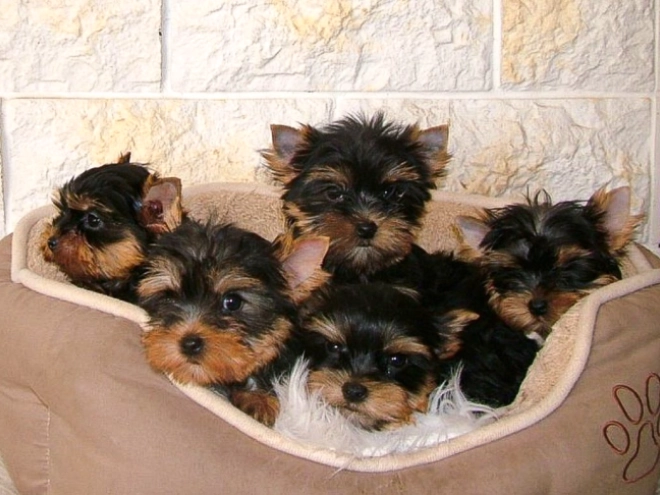 Yorkshire Terrier puppy for sale