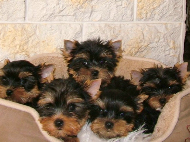 Yorkshire Terrier puppy for sale
