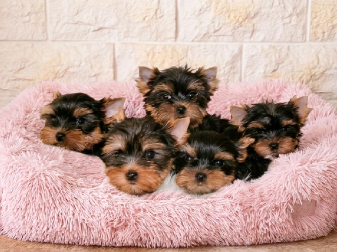 Yorkshire Terrier puppy for sale