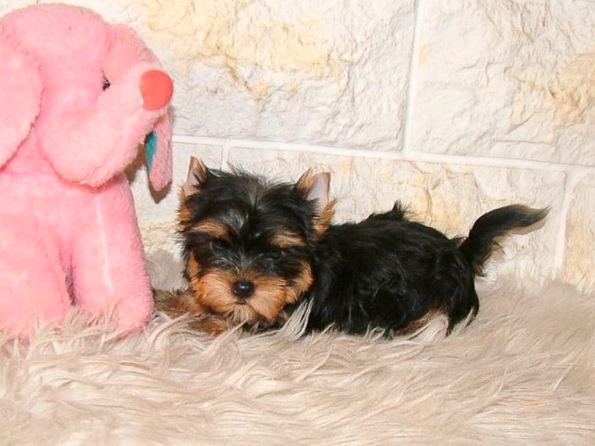 Yorkshire Terrier puppy for sale
