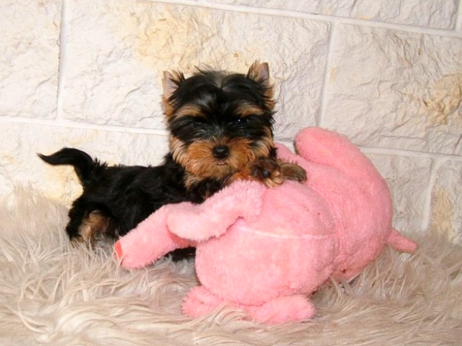 Yorkshire Terrier puppy for sale