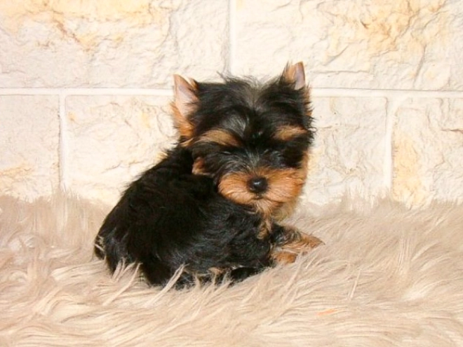Yorkshire Terrier puppy for sale