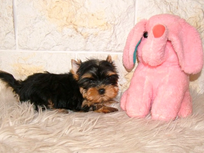 Yorkshire Terrier puppy for sale