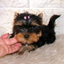 Wildcat, blue and tan Yorkshire Terrier en venta