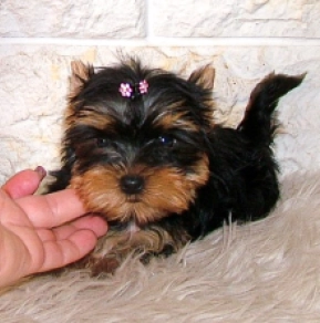 Yorkshire Terrier puppy for sale