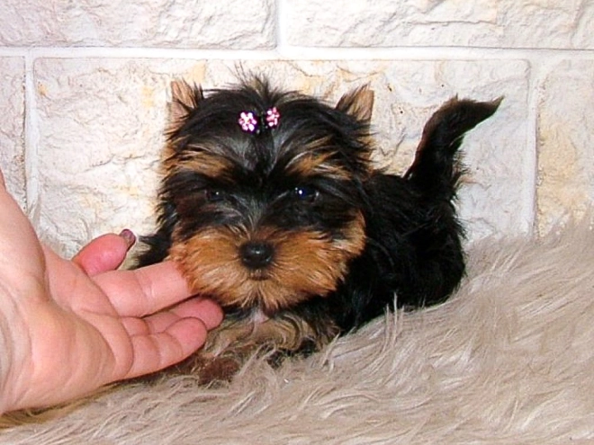 Yorkshire Terrier puppy for sale