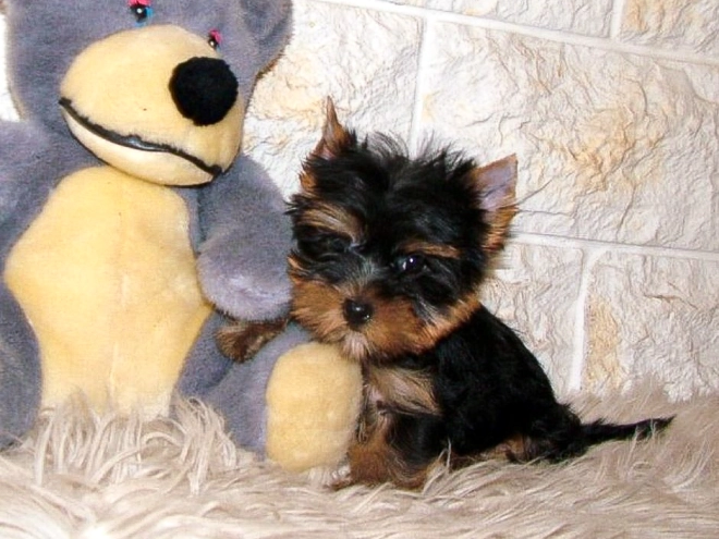 Yorkshire Terrier puppy for sale