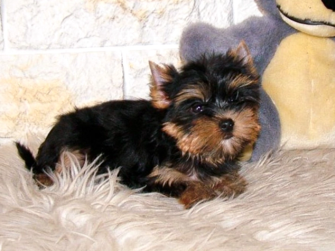 Yorkshire Terrier puppy for sale