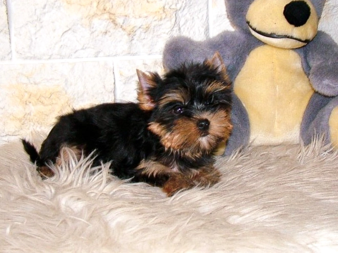 Yorkshire Terrier puppy for sale