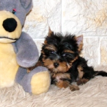 Stella, blue and tan Yorkshire Terrier for sale