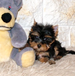 Yorkshire Terrier puppy for sale