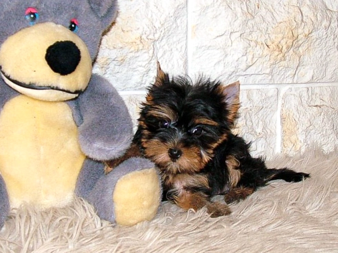 Yorkshire Terrier puppy for sale
