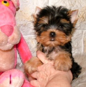 Yorkshire Terrier puppy for sale