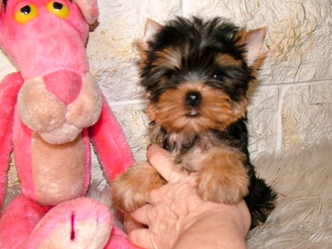 Yorkshire Terrier puppy for sale